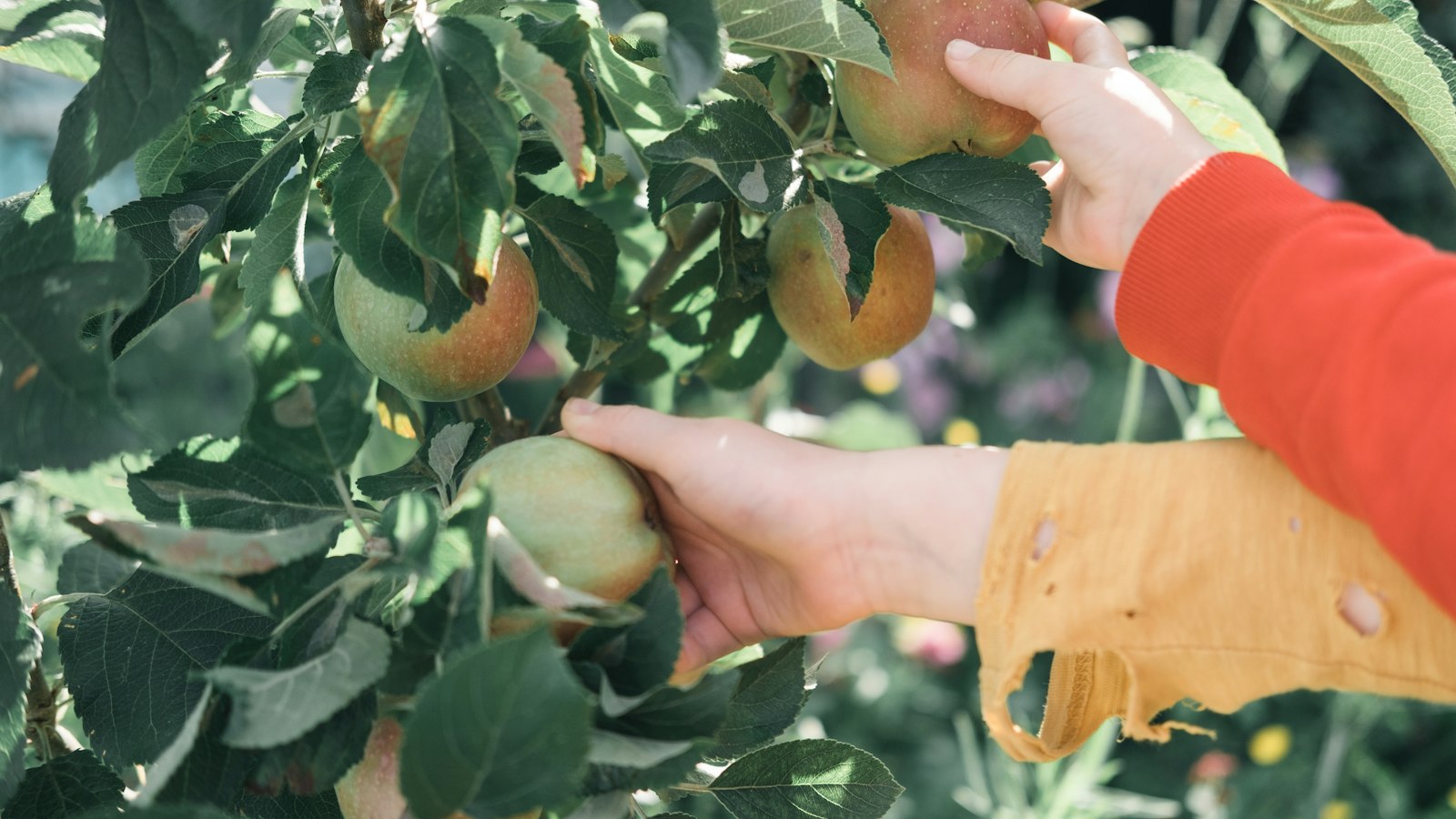 Family picking apples together in an Okanagan orchard near Vernon, BC