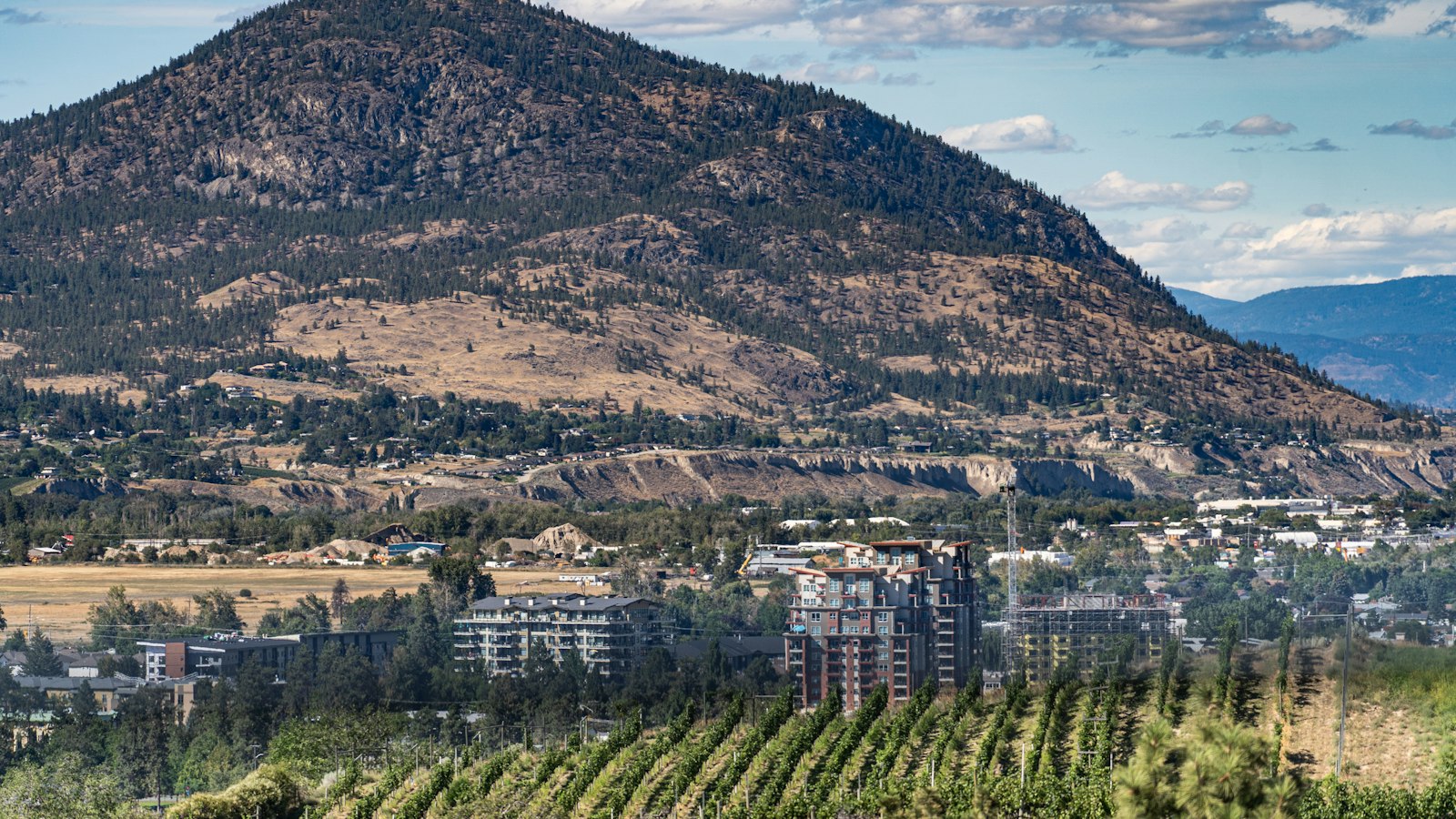 A vineyard overlooking a lake in the Okanagan Valley in late summer